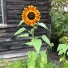 kristinwatso391